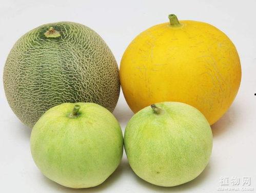 吃瓜喉咙堵着  第3张