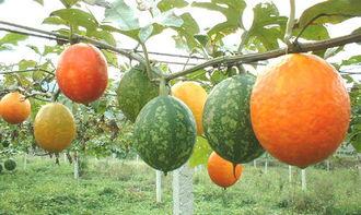 新洲吃吊瓜,品味独特的地方美食传奇  第2张