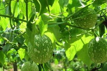 新洲吃吊瓜,品味独特的地方美食传奇  第3张