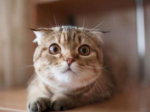 猫吃生瓜还是熟瓜,揭秘猫咪的饮食偏好