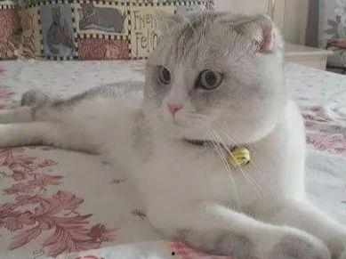 猫吃生瓜还是熟瓜,揭秘猫咪的饮食偏好  第3张