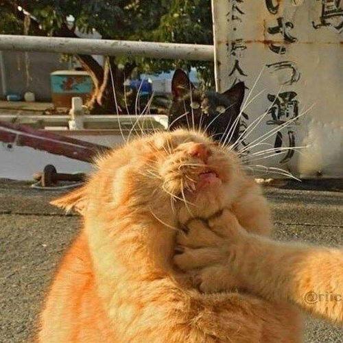 搞笑猫吃瓜头像,笑料横生！