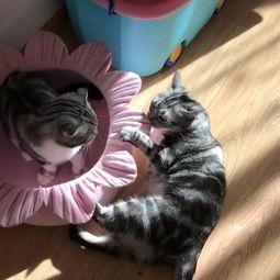 搞笑猫吃瓜头像,笑料横生！  第2张