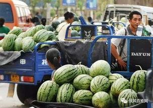 兰城院吃瓜,一场舌尖上的狂欢