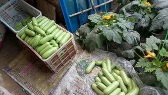 兰城院吃瓜,一场舌尖上的狂欢  第2张