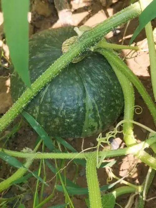 兰城院吃瓜,一场舌尖上的狂欢  第3张