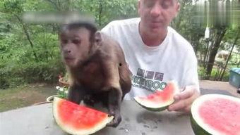 雪雪吃瓜了,揭秘娱乐圈最新热点事件