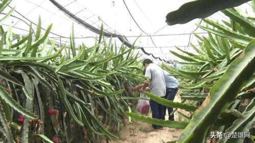 楚雄吃瓜,吃瓜群众的味蕾盛宴  第2张