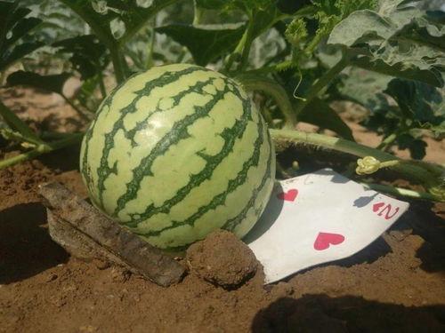 吃生日瓜好吗,传统习俗中的健康与吉祥寓意  第3张