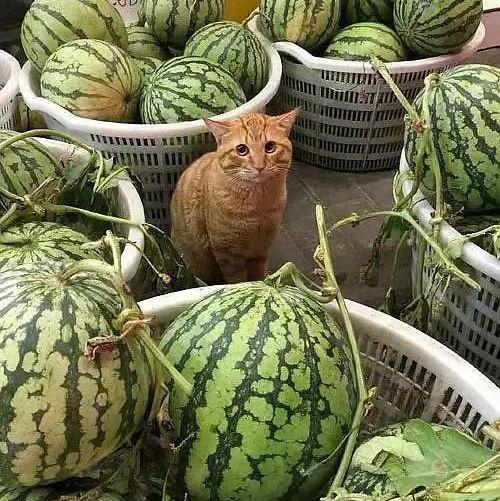 郓城卖衣服吃瓜,卖衣吃瓜，感受民俗风情