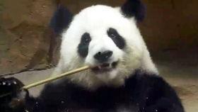 吃瓜群众小黑狗,揭秘娱乐圈幕后故事  第2张