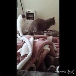 吃瓜群众小黑狗,揭秘娱乐圈幕后故事  第3张