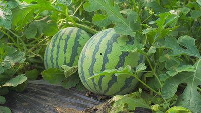 稻庄吃瓜视频,揭秘网红美食背后的故事