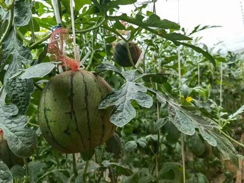 稻庄吃瓜视频,揭秘网红美食背后的故事  第3张