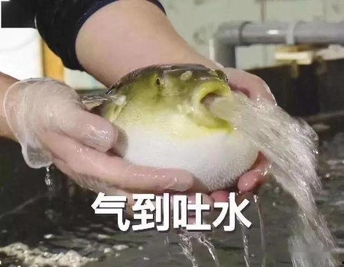 钓鱼圈吃瓜,揭秘吃瓜背后的真相与笑料  第2张