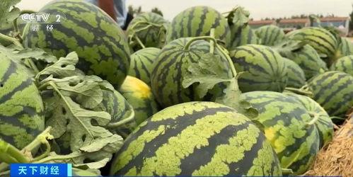 韶关毛师傅 吃瓜,揭秘吃瓜背后的趣味人生 第2张 韶关毛师傅 吃瓜,揭秘吃瓜背后的趣味人生 第2张