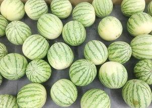 打竹板吃瓜,传统技艺映古今  第2张