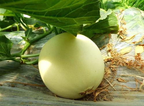 吃瓜在哪投稿,轻松成为热门话题制造者