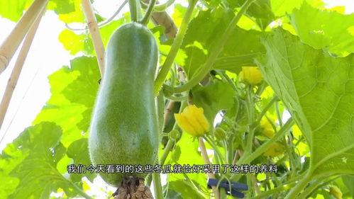 广东阿姨吃瓜视频,一场接地气的美食盛宴  第2张