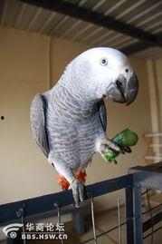 鹦鹉吃瓜怎么去籽,籽粒无踪影  第2张