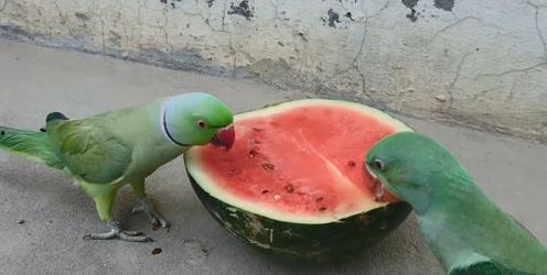 鹦鹉吃瓜怎么去籽,籽粒无踪影  第3张