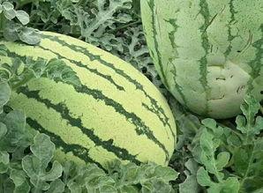 吃瓜该有的样子