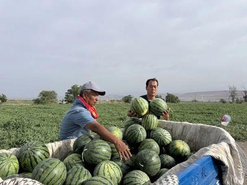 散兵吃瓜图  第2张