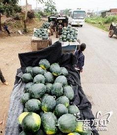 高密吃瓜事件,揭秘背后真相与网络舆论风暴