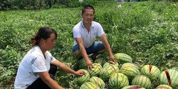 高密吃瓜事件,揭秘背后真相与网络舆论风暴  第3张