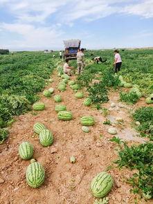 皮铺吃瓜基地  第2张