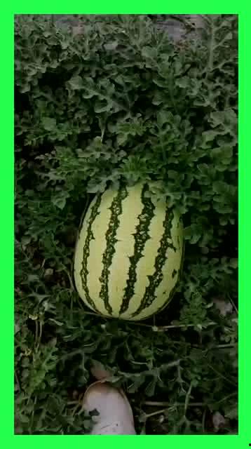 皮铺吃瓜基地  第3张