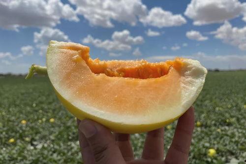 民勤沙漠吃蜜瓜,沙漠中的甜蜜奇迹