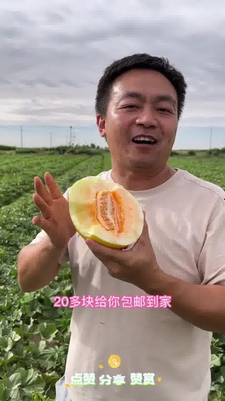 民勤沙漠吃蜜瓜,沙漠中的甜蜜奇迹  第2张