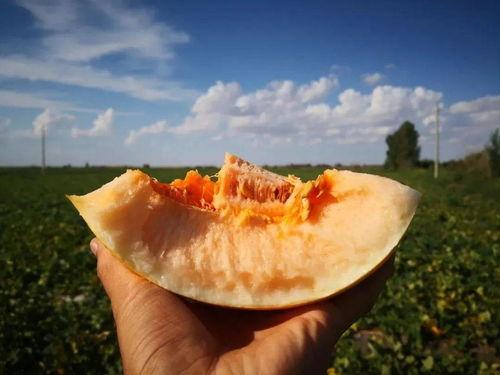 民勤沙漠吃蜜瓜,沙漠中的甜蜜奇迹  第3张