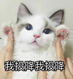 吃瓜群众猫表情包,揭秘猫表情包背后的趣味世界
