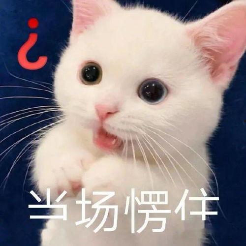 吃瓜群众猫表情包,揭秘猫表情包背后的趣味世界  第2张