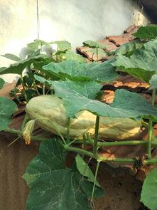 叶子在吃瓜,一场味蕾的盛宴