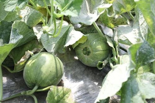 叶子在吃瓜,一场味蕾的盛宴  第2张