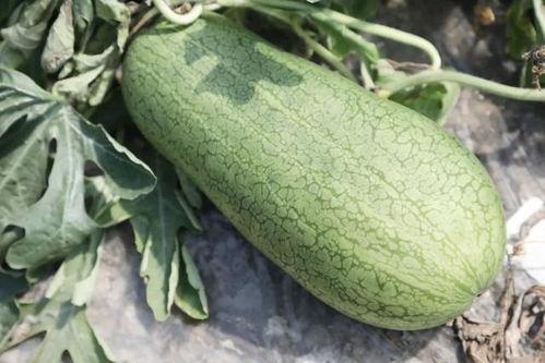 叶子在吃瓜,一场味蕾的盛宴  第3张