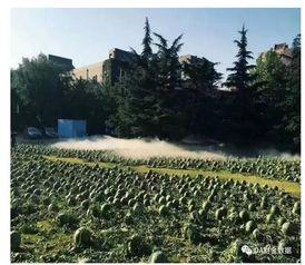 广东财金吃瓜,吃瓜群众揭秘财经风云