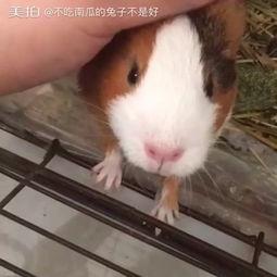 兔子吃不吃雄瓜,探究兔子饮食偏好之谜  第2张