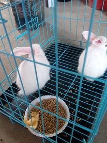 兔子吃不吃雄瓜,探究兔子饮食偏好之谜  第3张