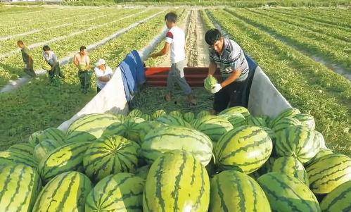 海口疫情吃瓜图,吃瓜图揭示的防疫众生相