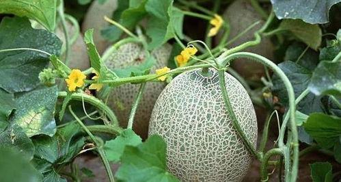 减肥推荐吃哈密瓜,天然低卡美食,轻松享瘦秘诀 第3张 减肥推荐吃哈密瓜,天然低卡美食,轻松享瘦秘诀 第3张