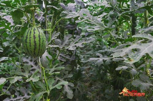 吃瓜源头.中国,中国网络舆论场中的热点追踪与真相探寻  第2张