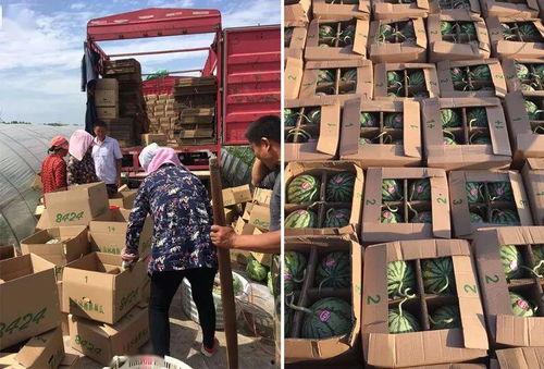 亭南村吃瓜,感受乡村田园生活