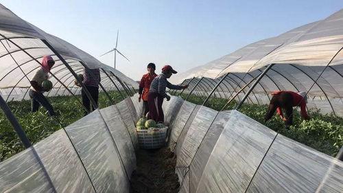 亭南村吃瓜,感受乡村田园生活  第2张