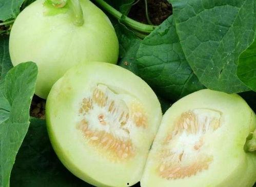 减肥可以吃九红瓜,天然美味，健康瘦身新选择  第3张