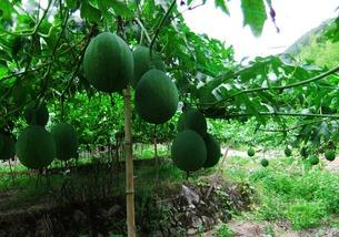 吊瓜树上的吊瓜如何吃最好,吊瓜树吊瓜的鲜美食法揭秘