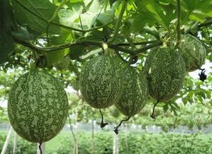 吊瓜树上的吊瓜如何吃最好,吊瓜树吊瓜的鲜美食法揭秘  第2张